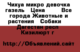 Чихуа микро девочка газель › Цена ­ 65 - Все города Животные и растения » Собаки   . Дагестан респ.,Кизилюрт г.